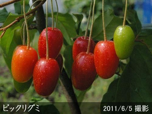 【予約商品】大苗◇グミ(茱萸)