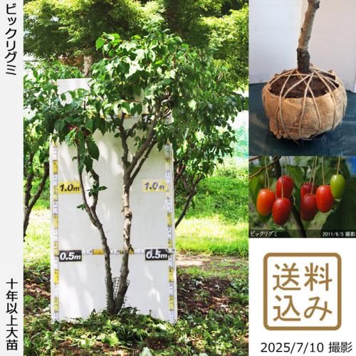 <img class='new_mark_img1' src='https://img.shop-pro.jp/img/new/icons14.gif' style='border:none;display:inline;margin:0px;padding:0px;width:auto;' />ͽʡġ()ӥåꥰ[Ϸ 2014ǯ:3L]ռӡ緿ءҺ߸˸¤