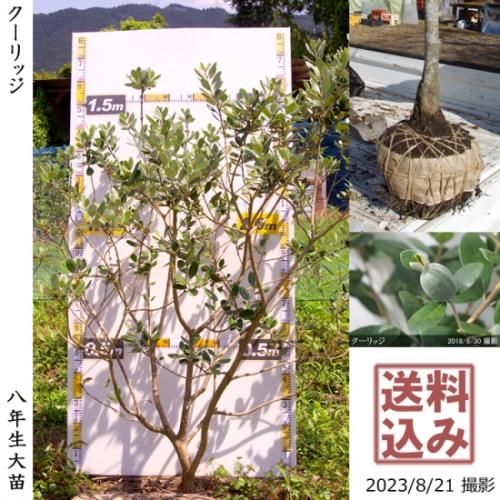 フェイジョア クーリッジ地掘大苗 - 果樹苗・大苗・苗木販売の