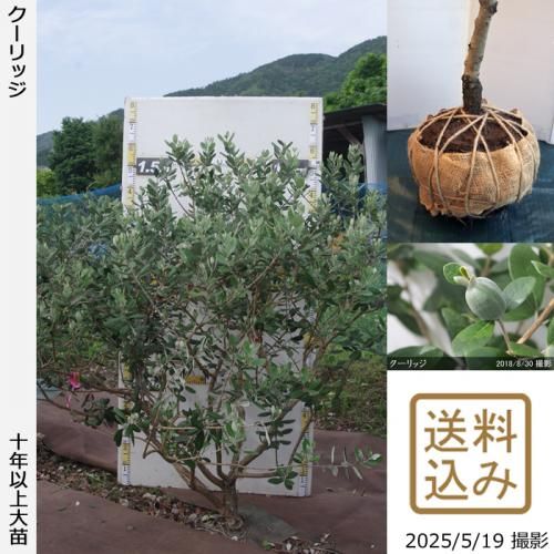 <img class='new_mark_img1' src='https://img.shop-pro.jp/img/new/icons14.gif' style='border:none;display:inline;margin:0px;padding:0px;width:auto;' />ڽ缡вġե祢 å[Ϸ 2016ǯ:3L]ռӡ緿