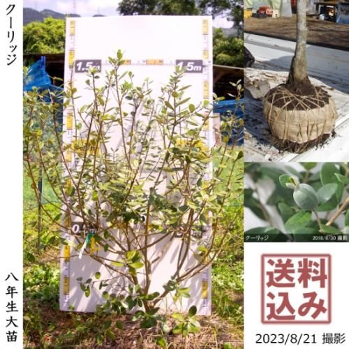 【2025年度予約商品】大苗◇