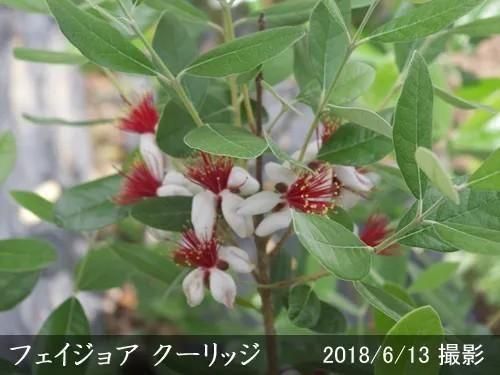 【2025年度予約商品】大苗◇