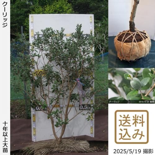<img class='new_mark_img1' src='https://img.shop-pro.jp/img/new/icons14.gif' style='border:none;display:inline;margin:0px;padding:0px;width:auto;' />ڽ缡вġե祢 å[Ϸ 2016ǯ:LL]ռӡ緿