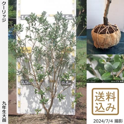 フェイジョア クーリッジ 約1.3m 現品発送 特大株 植木 苗木 大苗 大実