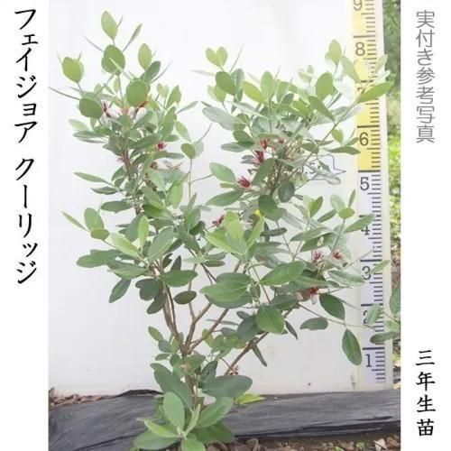 【2025年度予約商品】大苗◇
