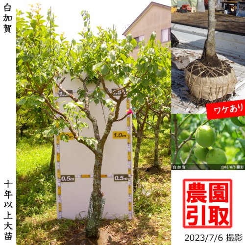 白加賀]梅(ウメ,うめ)の地堀大苗 - 果樹苗・大苗・苗木販売の隅田農園