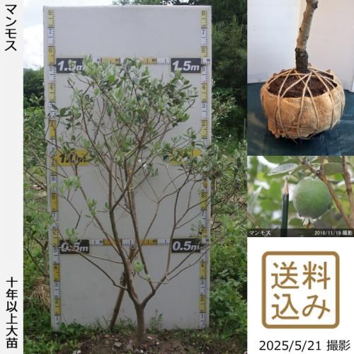 <img class='new_mark_img1' src='https://img.shop-pro.jp/img/new/icons14.gif' style='border:none;display:inline;margin:0px;padding:0px;width:auto;' />ڽ缡вġե祢 ޥ⥹[Ϸ 2016ǯ:LL]ռӡ緿آ󤷺Ѣ