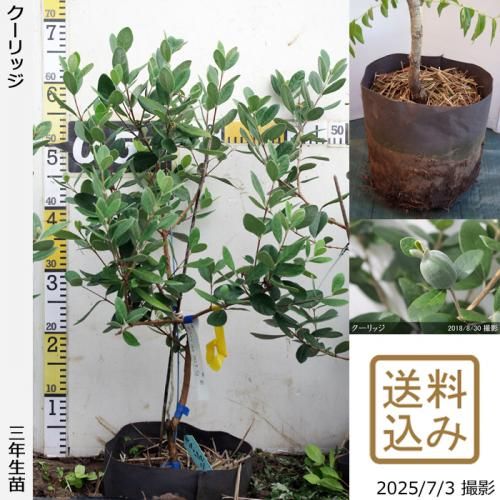 フェイジョア　/ 450 フェイジョア地中ポット苗 - 果樹苗木・成木通販の 特等大苗専門店 す