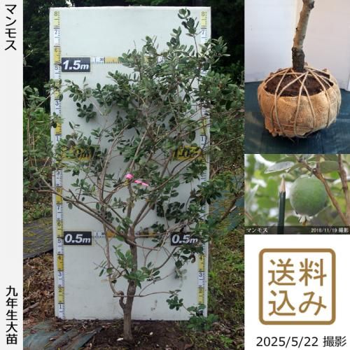 <img class='new_mark_img1' src='https://img.shop-pro.jp/img/new/icons14.gif' style='border:none;display:inline;margin:0px;padding:0px;width:auto;' />ڽ缡вġե祢 ޥ⥹[Ϸ 2017ǯ:3L]ռӡ緿