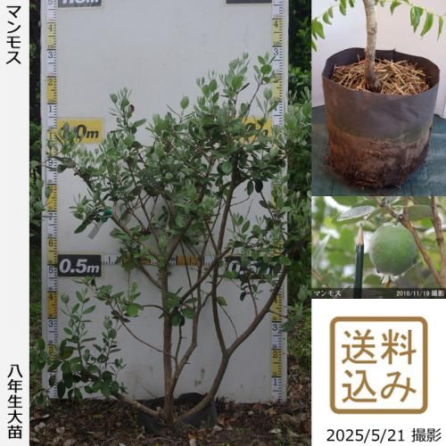 フェイジョア地中ポット苗 - 果樹苗木・成木通販の 特等大苗専門