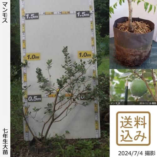 【2025年度予約商品】大苗◇