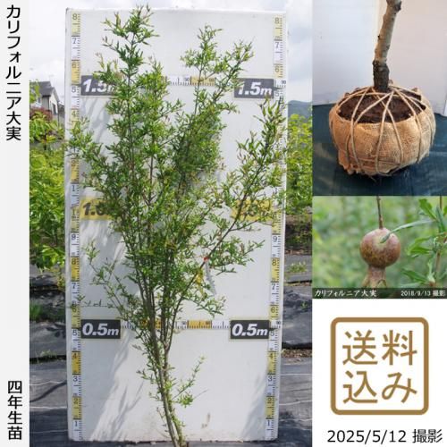 <img class='new_mark_img1' src='https://img.shop-pro.jp/img/new/icons14.gif' style='border:none;display:inline;margin:0px;padding:0px;width:auto;' />2025ǯͽʡġե˥¥()[Ϸ 2022ǯ:L]