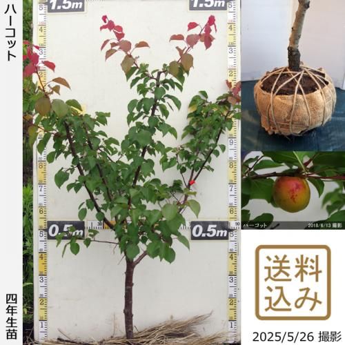 <img class='new_mark_img1' src='https://img.shop-pro.jp/img/new/icons14.gif' style='border:none;display:inline;margin:0px;padding:0px;width:auto;' />2025ǯͽʡġ() ϡå[Ϸ 2022ǯ:L]