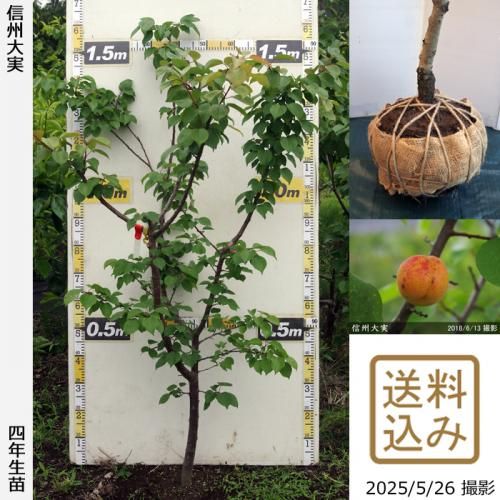 <img class='new_mark_img1' src='https://img.shop-pro.jp/img/new/icons14.gif' style='border:none;display:inline;margin:0px;padding:0px;width:auto;' />2025ǯͽʡġ()(󤷤夦)[Ϸ2022ǯ:L]緿