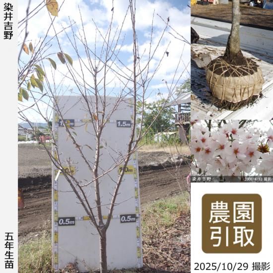 【順次引渡中】大苗◇サクラ(桜