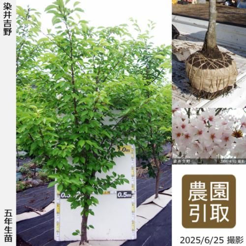 【順次引渡中】大苗◇サクラ(桜