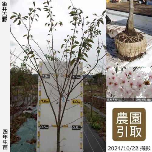 苗 サクラ 桜の木 桜 旧き 吉野桜（染井吉野桜）：ソメイヨシノザクラ（桜）