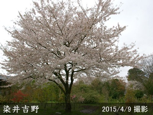 サクラ(桜)染井吉野(ソメイヨシノ)[四年生苗] - 果樹苗・大苗・苗木販売の隅田農園@京都亀岡