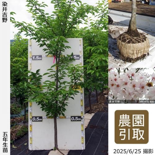 <img class='new_mark_img1' src='https://img.shop-pro.jp/img/new/icons14.gif' style='border:none;display:inline;margin:0px;padding:0px;width:auto;' />2025ǯͽʡġ()(ᥤ襷)[Ϸ 2021ǯ:3L(high)]Τ