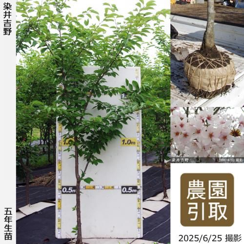 <img class='new_mark_img1' src='https://img.shop-pro.jp/img/new/icons14.gif' style='border:none;display:inline;margin:0px;padding:0px;width:auto;' />2025ǯͽʡġ()(ᥤ襷)[Ϸ 2021ǯ:LL(high)]Τ