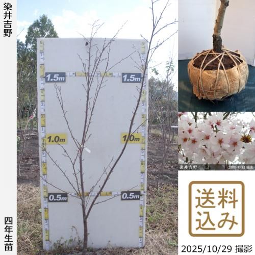 ڽ缡вġ()(ᥤ襷)[Ϸ 2022ǯ:M]