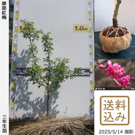 【2025年度予約商品】3年生