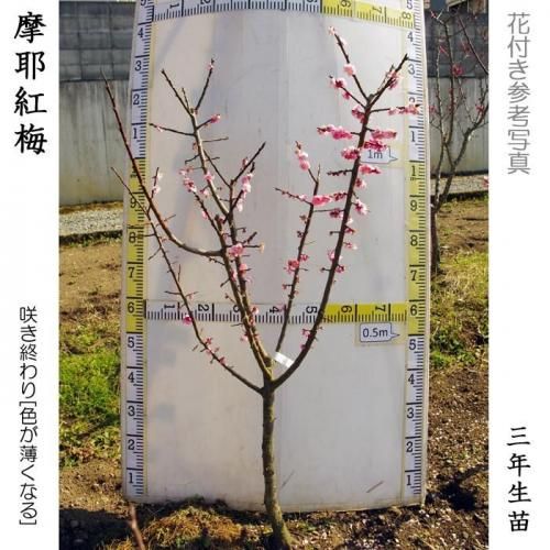 【2025年度予約商品】3年生