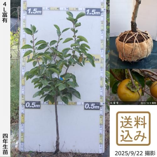 樹上柿 甘柿 前川次郎]柿(カキ,かき)の地堀大苗 - 果樹苗・大苗・苗木