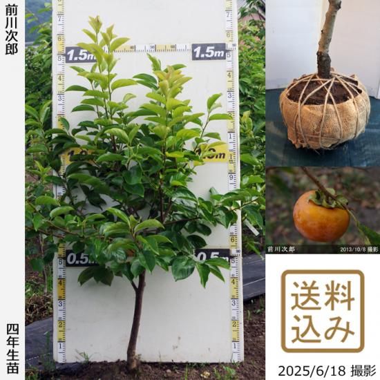 【2025年度予約商品】大苗◇