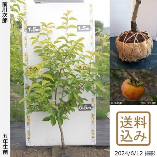 実付き実績あり 収穫が楽しみな苗木 - 果樹苗・大苗・苗木販売の 実付き実績あり 収穫が楽しみな苗木 - 果樹苗・大苗・苗木販売の