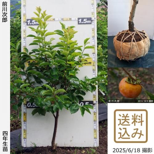 <img class='new_mark_img1' src='https://img.shop-pro.jp/img/new/icons14.gif' style='border:none;display:inline;margin:0px;padding:0px;width:auto;' />2025ǯͽʡġ(ų) Ϻ(ޤ露)[Ϸ 2022ǯ:LL]ռӡ緿