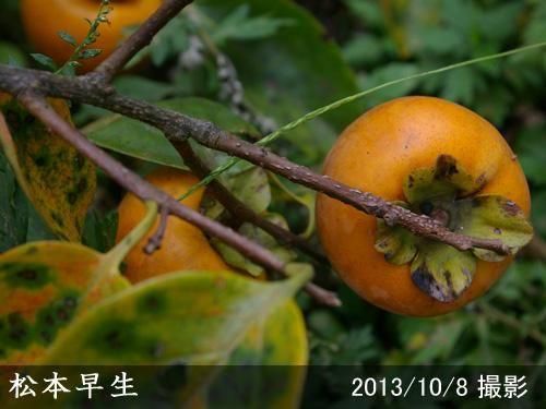 【順次出荷中】大苗◇カキ(甘柿