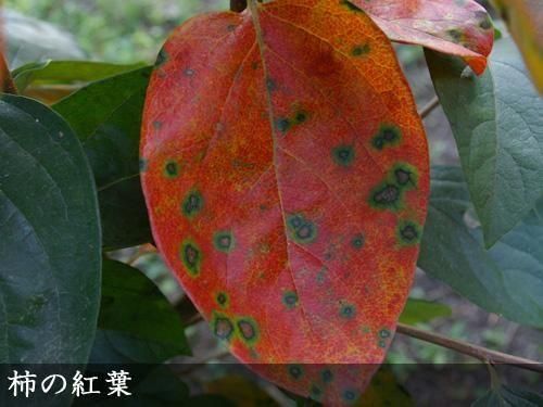 【順次出荷中】大苗◇カキ(甘柿