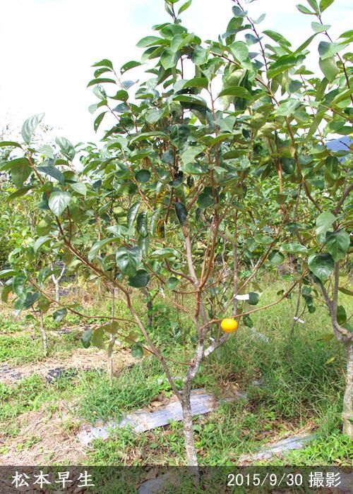 【順次出荷中】大苗◇カキ(甘柿