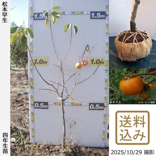 ڽ缡вġ(ų)(ޤĤȤ碌)[Ϸ 2022ǯ:S]ռӡ