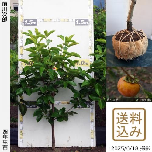 <img class='new_mark_img1' src='https://img.shop-pro.jp/img/new/icons14.gif' style='border:none;display:inline;margin:0px;padding:0px;width:auto;' />2025ǯͽʡġ(ų) Ϻ(ޤ露)[Ϸ 2022ǯ:L]ռӡ
