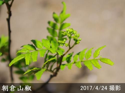 【順次出荷中】2年生苗◇サンシ