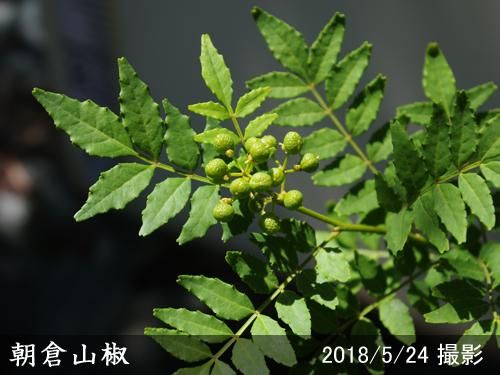 【順次出荷中】2年生苗◇サンシ