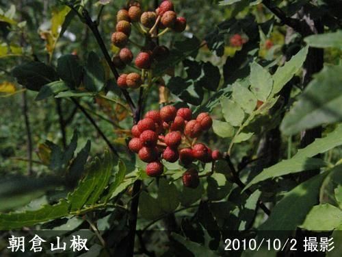 【順次出荷中】2年生苗◇サンシ