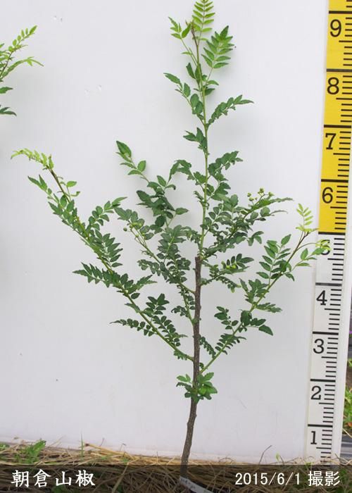 【順次出荷中】2年生苗◇サンシ