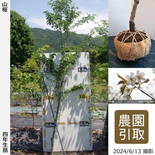 山桜]サクラ(桜)・しだれ桜の大苗 - 果樹苗・大苗・苗木販売の