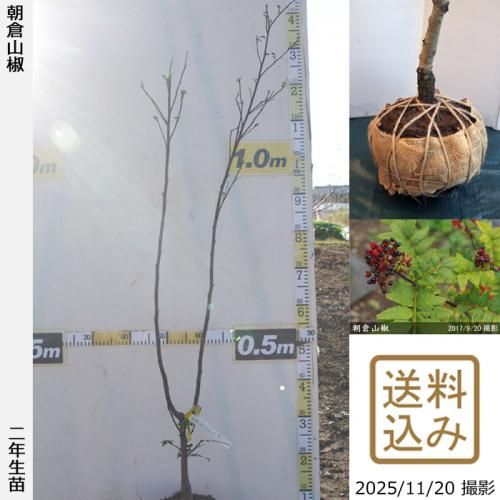 <img class='new_mark_img1' src='https://img.shop-pro.jp/img/new/icons14.gif' style='border:none;display:inline;margin:0px;padding:0px;width:auto;' />ڽ缡в2ǯġ󥷥(ܥ) īһܥ[Ϸ 2024ǯ:M]