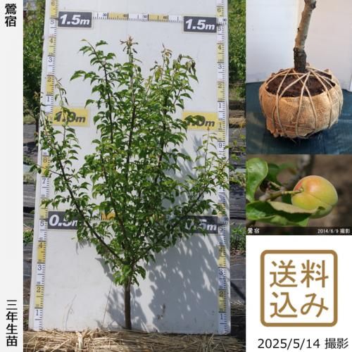 <img class='new_mark_img1' src='https://img.shop-pro.jp/img/new/icons14.gif' style='border:none;display:inline;margin:0px;padding:0px;width:auto;' />2025ǯͽʡ3ǯġ() (夯)[Ϸ 2023ǯ:L]