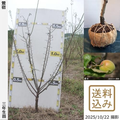 <img class='new_mark_img1' src='https://img.shop-pro.jp/img/new/icons14.gif' style='border:none;display:inline;margin:0px;padding:0px;width:auto;' />2025ǯͽʡ3ǯġ() (夯)[Ϸ 2023ǯ:LL]