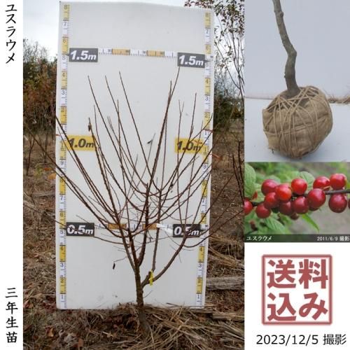 【2025年度予約商品】大苗◇