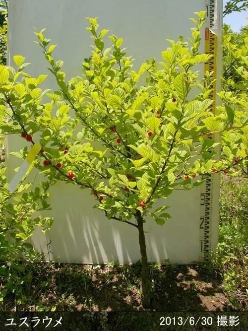 現品　ウバメガシ　特大苗　2mほど　山採り 現品 ウバメガシ 特大苗 2mほど 山採り - メルカリ