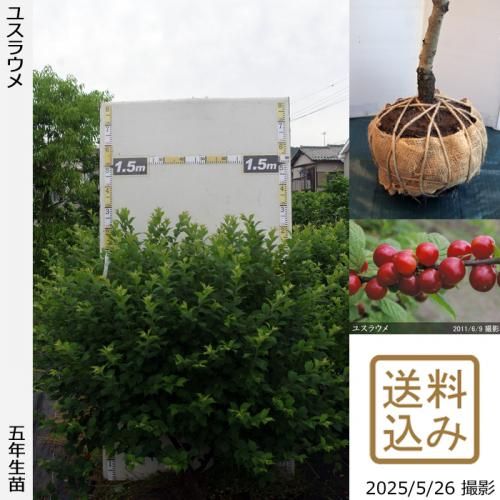 <img class='new_mark_img1' src='https://img.shop-pro.jp/img/new/icons14.gif' style='border:none;display:inline;margin:0px;padding:0px;width:auto;' />2025ǯͽʡġ楹饦()[Ϸ 2021ǯ:LL]ռӡ