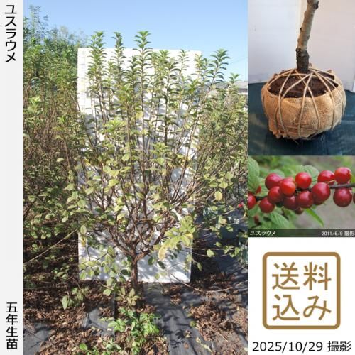 2025ǯͽʡġ楹饦()[Ϸ 2021ǯ:LL]ռӡ