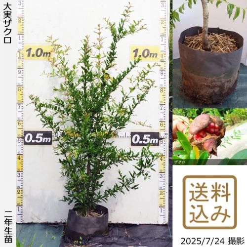 ザクロ(柘榴)の地堀大苗 - 果樹苗・大苗・苗木販売の隅田農園@京都丹波