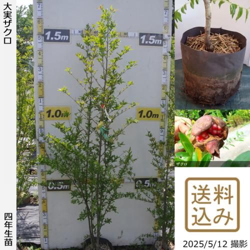 2025ǯͽʡġ¥()[ݥå 2022ǯ:L]